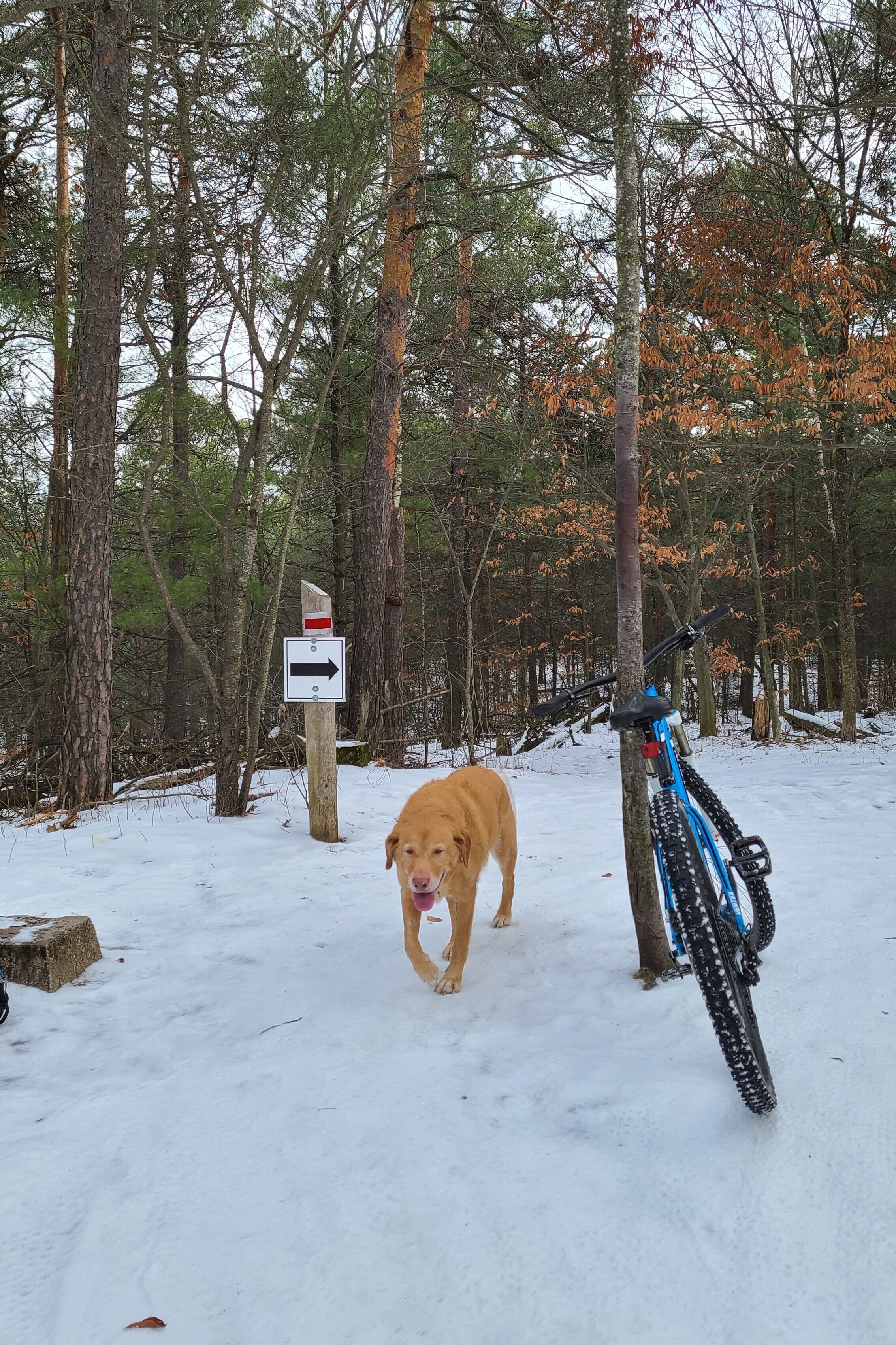 riding partner